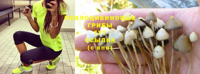 ОМГ ОМГ онион  купить наркоту  Бийск  Галлюциногенные грибы Psilocybine cubensis 